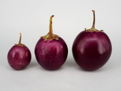 3_x_Ratna_eggplant_2017_A1