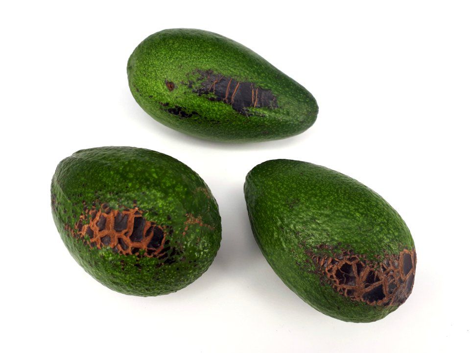 3_x_Avocado_scab_2017_A