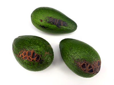 3_x_Avocado_scab_2017_A