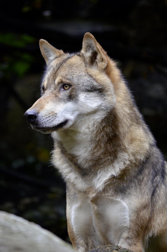 Close up wild animal predator