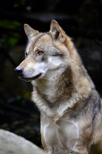Close up wild animal predator