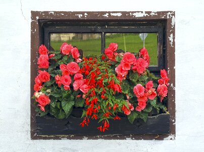 Install window flowers facade