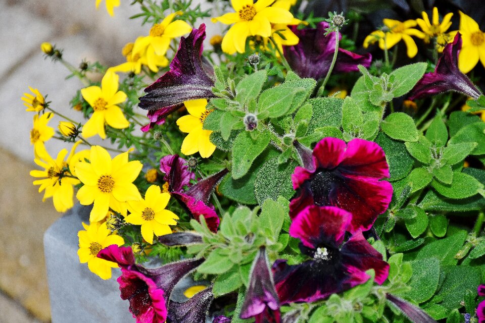Violet purple yellow