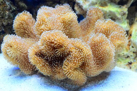 Reef toadstool mushroom photo