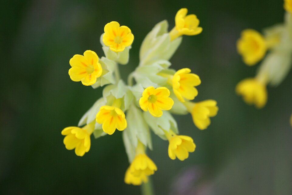 Summer garden macro