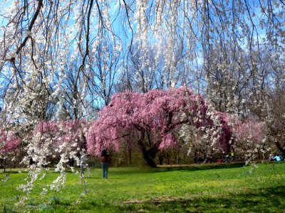 2nd_River_BBP_sakura_photog_jeh