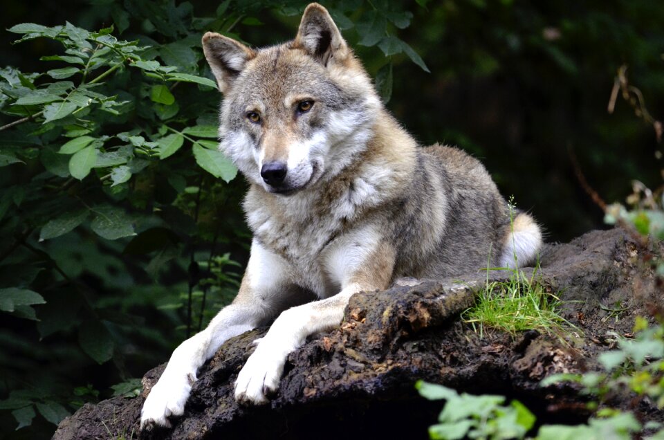 Predator canine isegrim