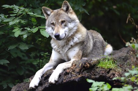 Predator canine isegrim