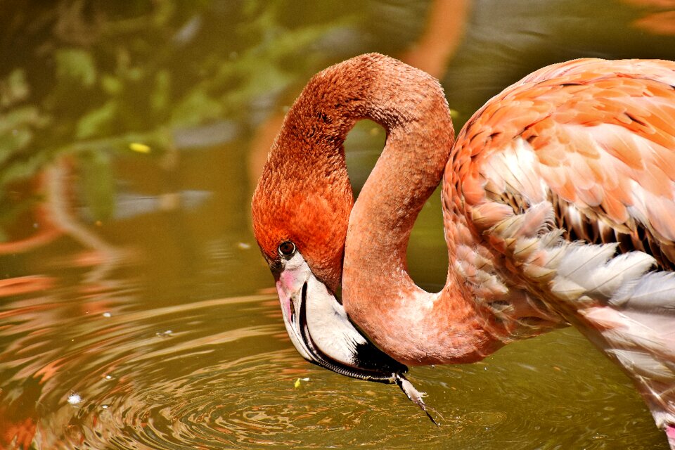 Colorful animals plumage