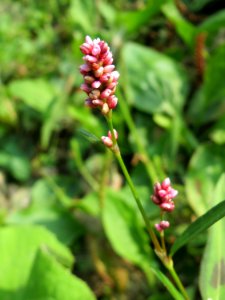 30140727Persicaria_lapathifolia1
