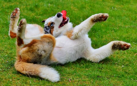 Romp toys animal