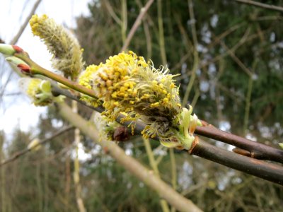 30150330Salix_caprea1