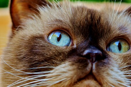 Meadow cat animal world