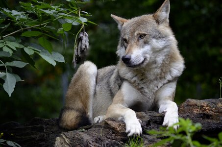 Carnivores dangerous forest