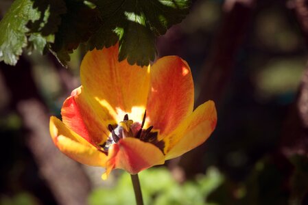 Bi color orange tulip red yellow
