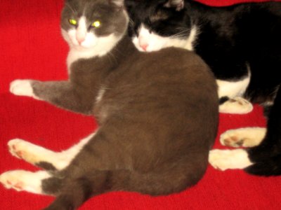 2Gatti