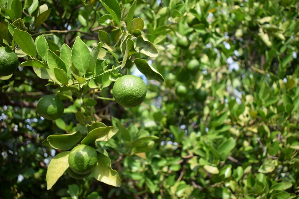 Fruit wild fruit plants