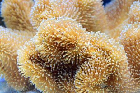 Mushroom polyps close-up