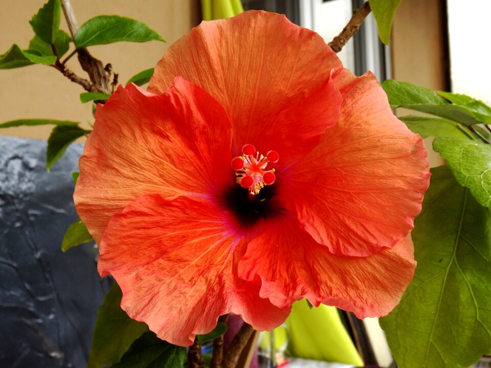 Close up blossom bloom