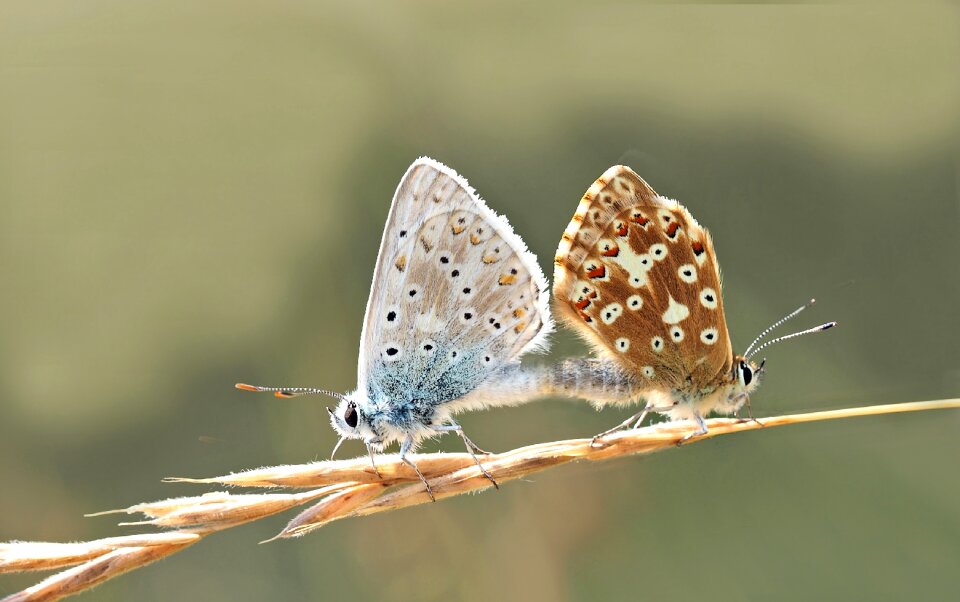 Common blue female males