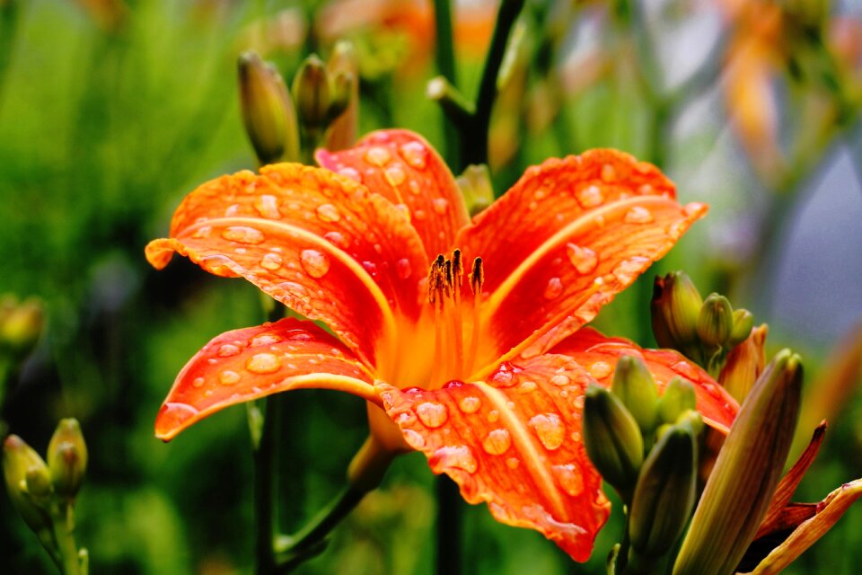 Orange nature green
