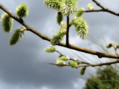 30150330Salix_caprea2