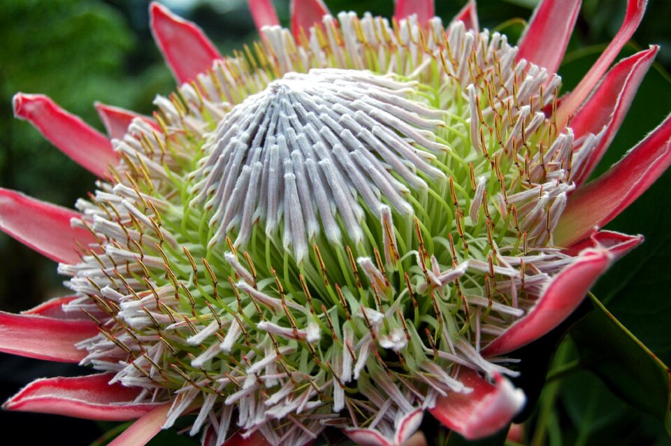 Close up nature king protea