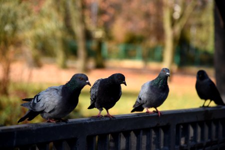 6641_Stanisław_Staszic_Park_in_Częstochowa_November_2019