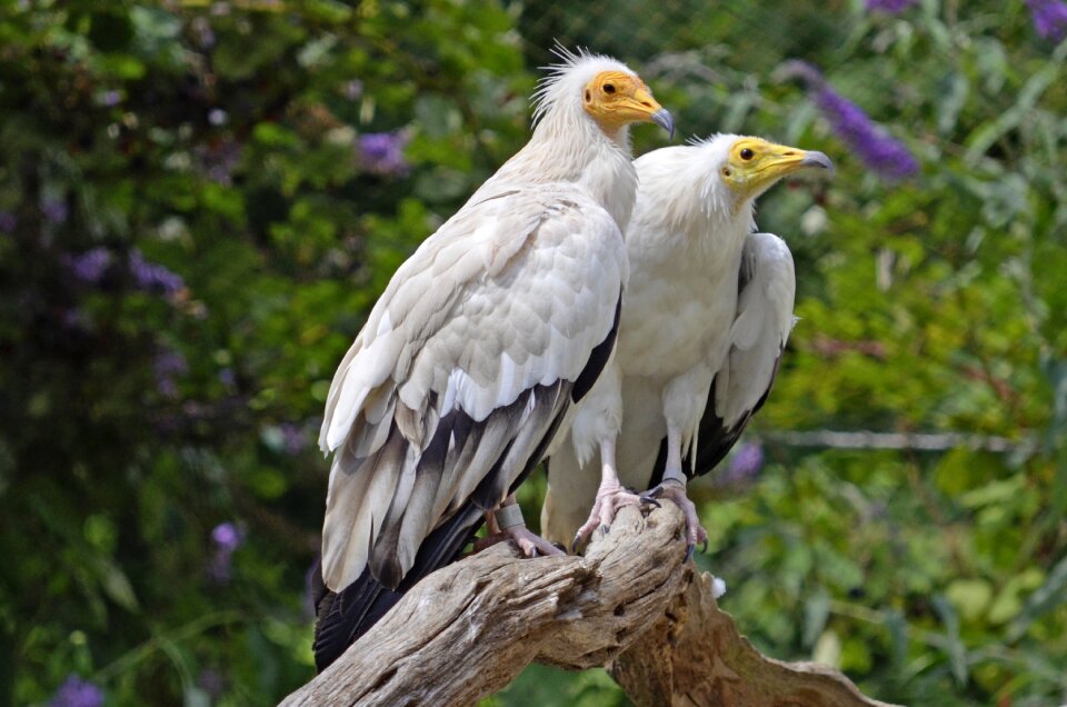 Bird nature bird of prey