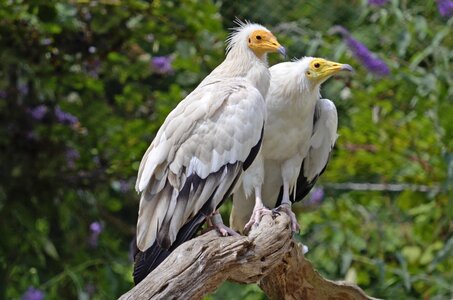 Bird nature bird of prey