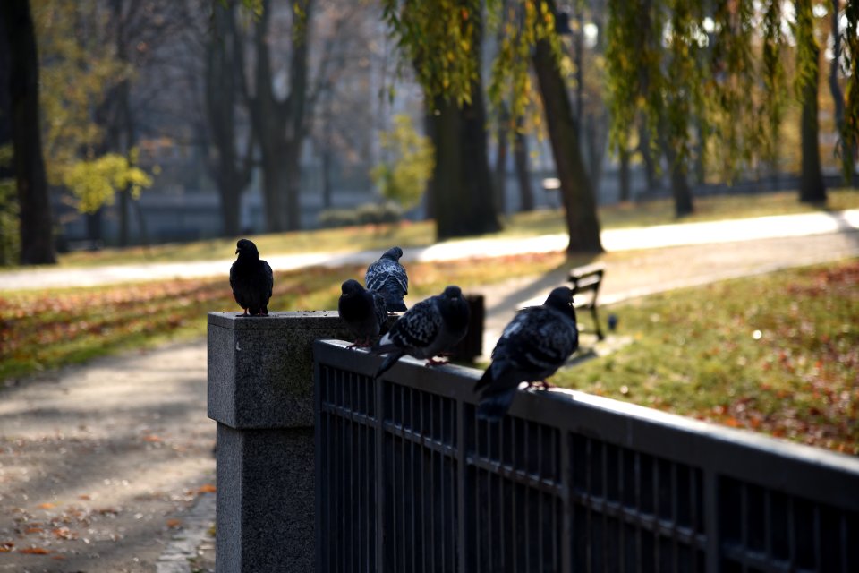 6635_Stanisław_Staszic_Park_in_Częstochowa_November_2019