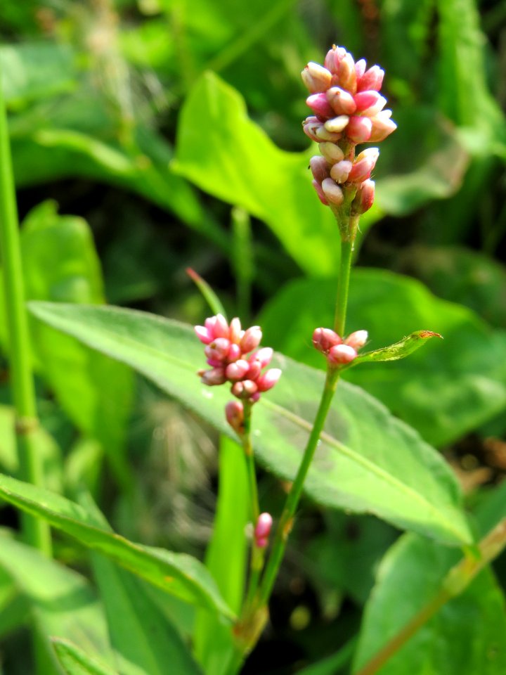 30140727Persicaria_lapathifolia2