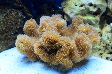 Large polyps saltwater