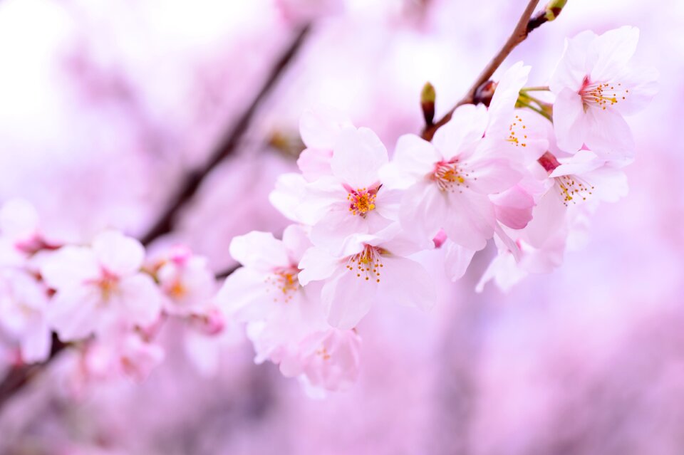 Japan pink natural