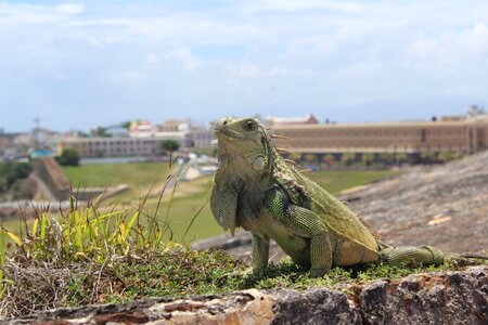 San juan puerto rico iguana photo