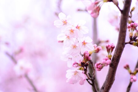 Japan pink natural
