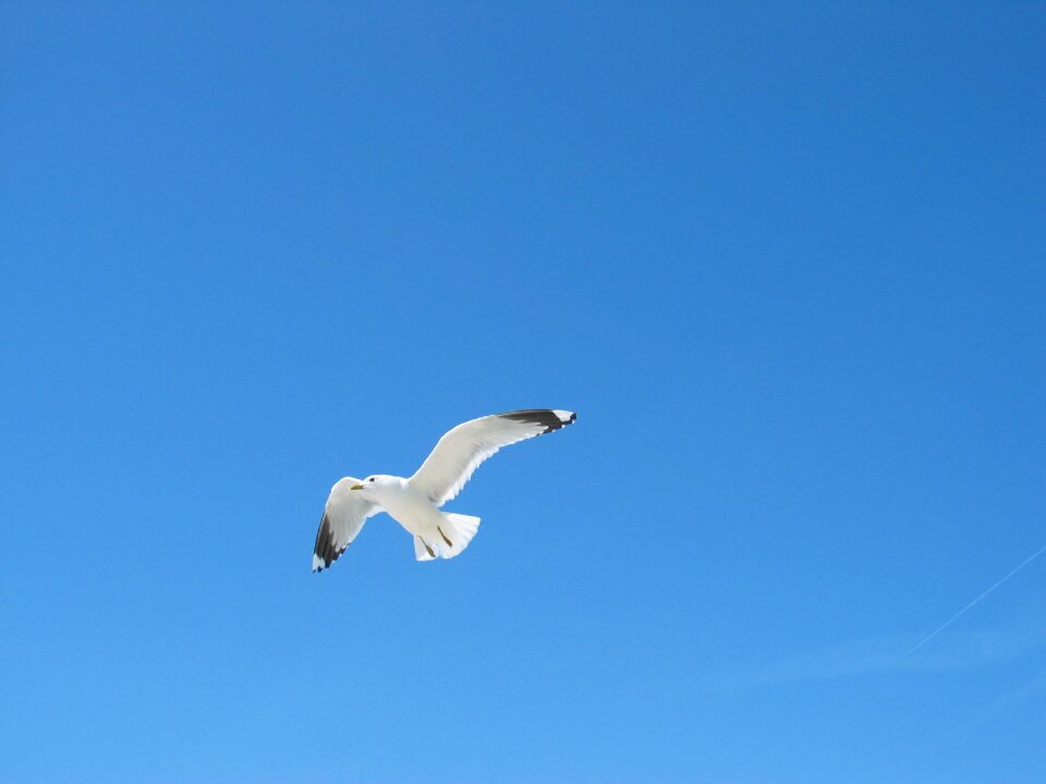 Blue bird baltic sea
