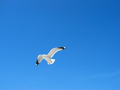 Blue bird baltic sea