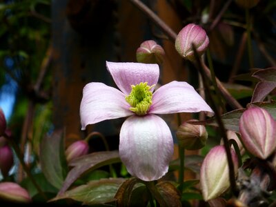 Climber plant pink garden