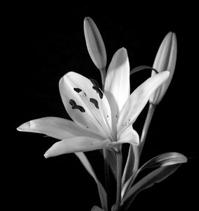 Plant nature flora