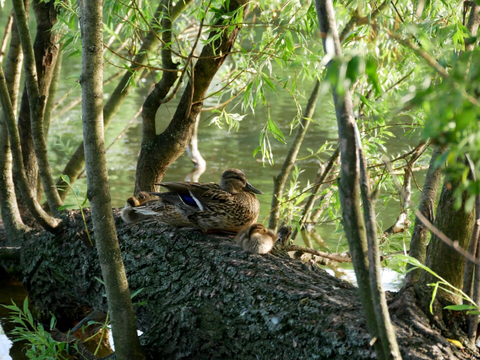 Chicken tree water