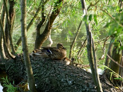 Chicken tree water