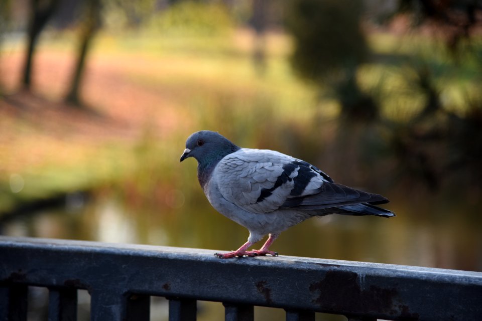 6637_Stanisław_Staszic_Park_in_Częstochowa_2019