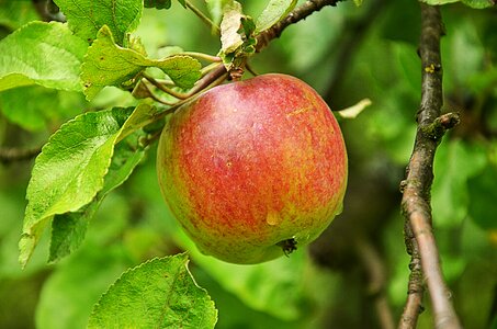 Village sad apple