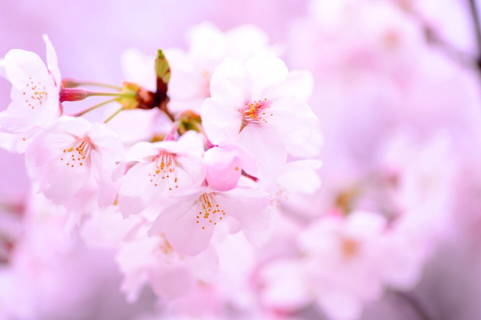 Japan pink natural