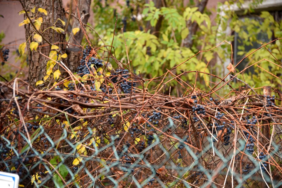 6746_Grapes_in_a_house_yard_in_Wiewiórcza_Street,_Bialystok._November_2019