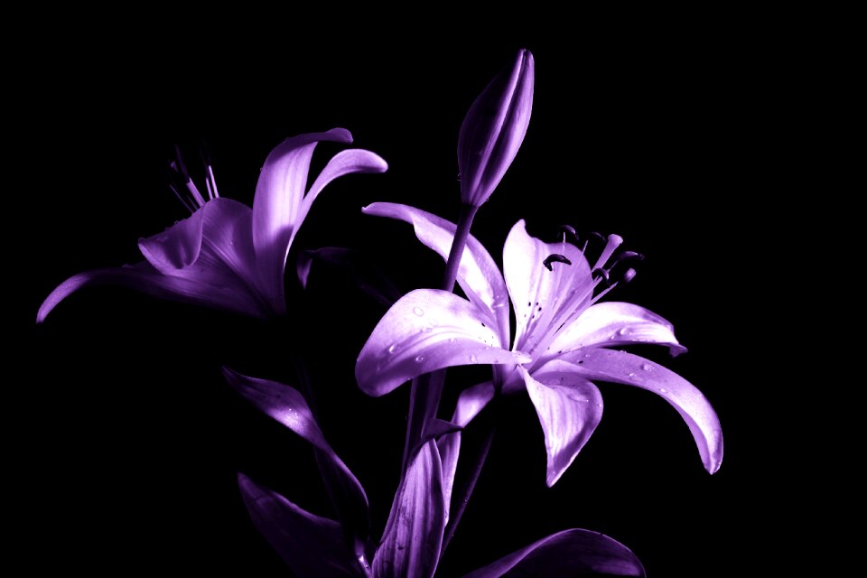 Flower plant nature