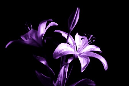 Flower plant nature