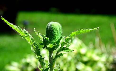 Closed bud close up mohngewaechs photo