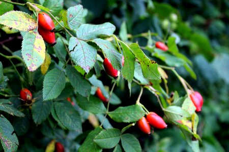 Fruit red wild rose photo